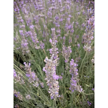 Lavandula x intermedia Dutch (Magas levendula)