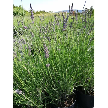 Lavandula x intermedia Grosso (Angol levendula)