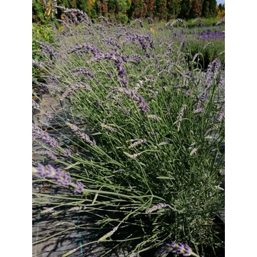 Lavandula x intermedia Phenomenal (Angol levendula)
