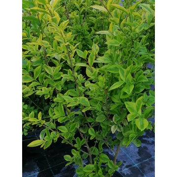 Ligustrum ovalifolium Aureum (Sárgatarka levelű fagyal)