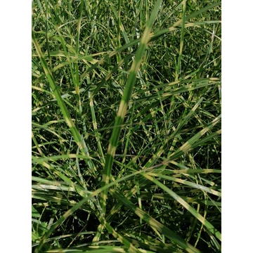 Miscanthus sinensis Little Zebra (Törpe zebrafű)