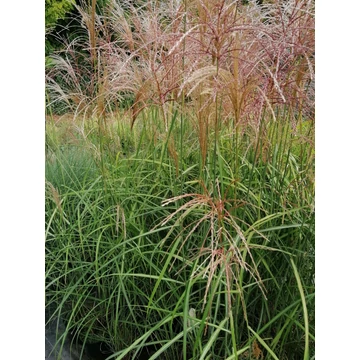magas díszfű virágosnád Miscanthus sinensis Melapartus gabiplantshop online dísznövény webáruház
