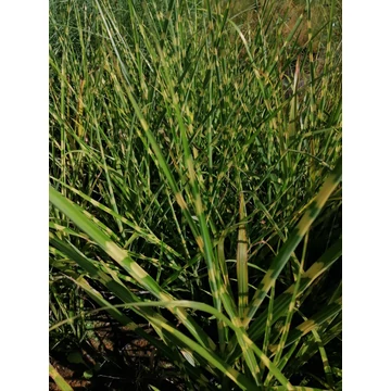 Miscanthus sinensis Strictus (Tarkalevelű virágosnád)