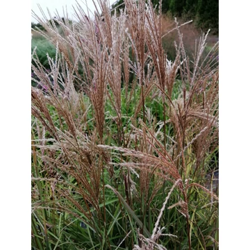 magas díszfű virágosnád Miscanthus sinensis Boucle gabiplantshop online dísznövény webáruház