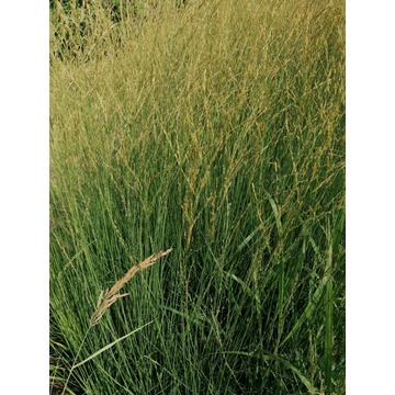 Molinia caerulea Heidebraut (Lápi kékperje)