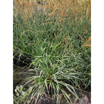 Molinia caerulea Moorhexe (Zöld levelű kékperje)