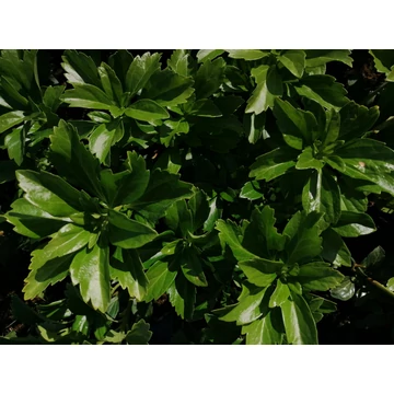 Pachysandra terminalis Green Carpet (Japán kövérke)