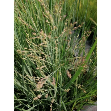 magas kék díszfű vesszős köles Panicum virgatum Heavy Metal gabiplantshop  online dísznövény webáruház