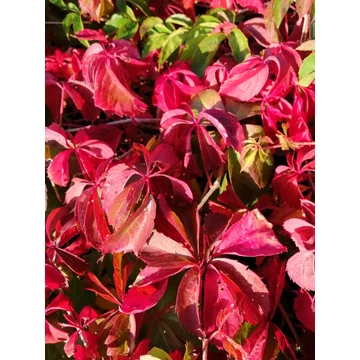őszi lombszín vadszőlő kúszónövény Parthenocissus quinquefolia