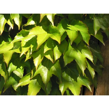 Parthenocissus tricuspidata (Tapadókorongos vadszőlő)