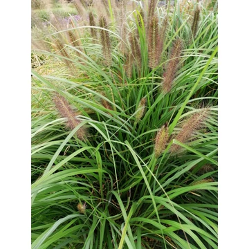barna buga tollborzfű középmagas díszfű Pennisetum alopecuroides Moudry gabiplantshop online dísznövény webáruház