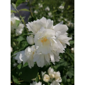 Philadelphus x virginalis Girandole (Teltvirágú jezsámen)