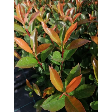 Photinia x fraseri Carre Rouge (Korallberkenye)