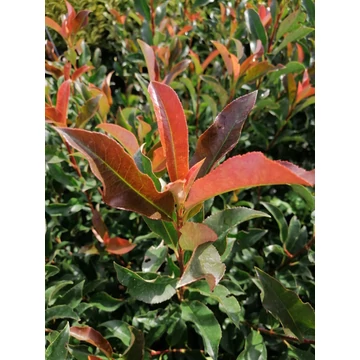 Photinia x fraseri Camilvy (Korallberkenye)
