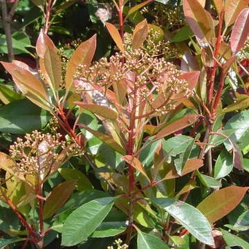 Photinia x fraseri Red Robin (Korallberkenye)