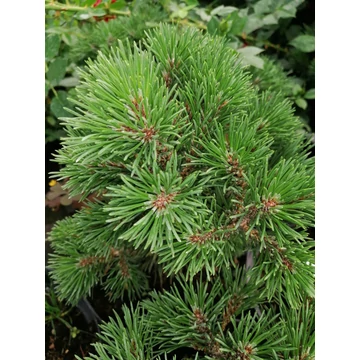 Pinus mugo Mops (Törpefenyő)