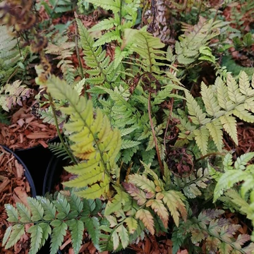 árnyéki évelő koreai sziklapáfrány Polystichum tsussimense