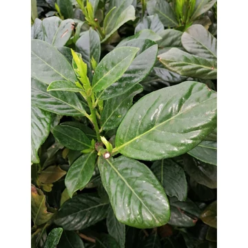 Prunus laurocerasus Novita (Babérmeggy)