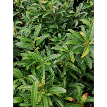 Prunus laurocerasus Sofia (Keskenylevelű alacsony babérmeggy)