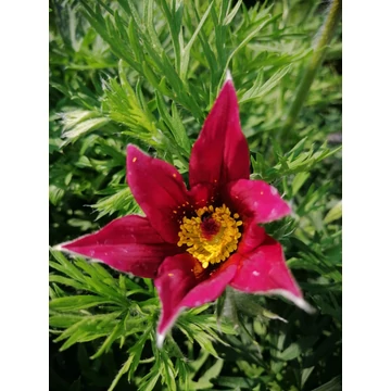 Pulsatilla vulgaris Rubra (Bordóvirágú nyugati leánykökörcsin)