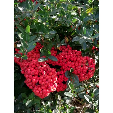 piros bogyós tűztövis madárbarát kertbe Pyracantha Mohave gabiplantshop webáruház