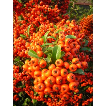 narancssárga bogyós tűztövis madarak kedvence Pyracantha Orange Glow gabiplantshop webáruház