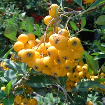 sárgas bogyós tűztövis madarak kedvence Pyracantha Golden Charmer gabiplantshop webáruház