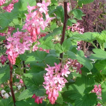 Ribes sanguineum King Edward VII (Vérvörös ribiszke)