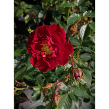 sötétvörös talajtakaró rózsa Rosa Black Red gabiplantshop webáruház