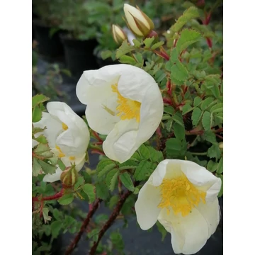 fehér talajtakaró rózsa Rosa pimpinellifolia gabiplantshop webáruház