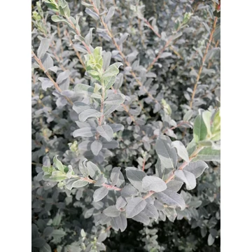 ezüstlevelű cserje vízigényes barkavirág Salix repens Nitida gabiplantshop webáruház