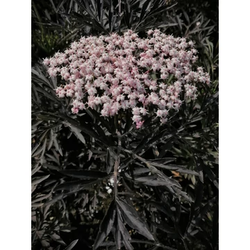 Sambucus nigra Black Lace (Bordólevelű díszbodza)