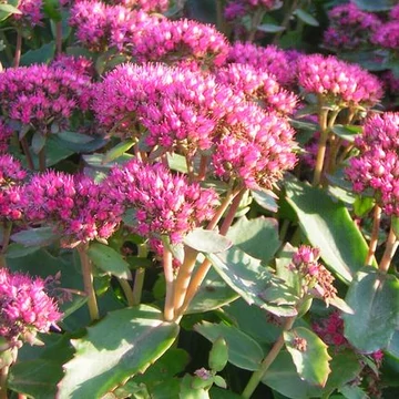 Sedum Herbstfreude (Magas varjúháj)