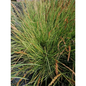 alacsony díszfű Sesleria autumnalis őszi nyúlfarkfű  gabiplantshop webáruház