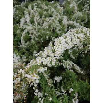 fehér virágú közepes cserje gyöngyvessző talajtakaró Spiraea x cinerea Grefsheim gabiplantshop webáruház