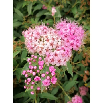 fehér rózsaszín virágú törpe gyöngyvessző talajtakaró Spiraea japonica Genpei gabiplantshop webáruház