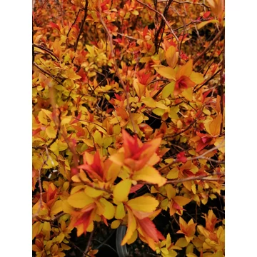 rózsaszín virágú sárga levelű törpe gyöngyvessző talajtakaró Spiraea japonica Goldflame gabiplantshop webáruház