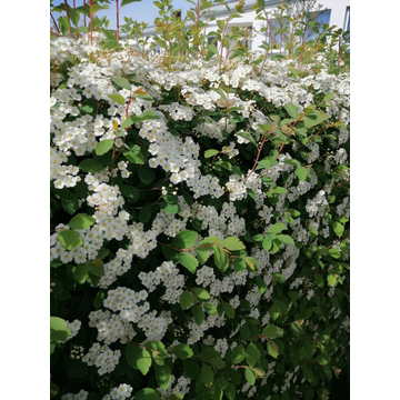 fehér virágú magas cserje gyöngyvessző sövény Spiraea x vanhouttei gabiplantshop webáruház