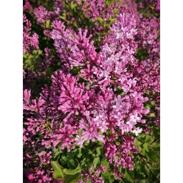 Syringa meyeri Palibin (Törpeorgona)
