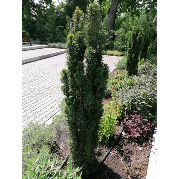 Taxus baccata Fastigiata (Oszlopos tiszafa)