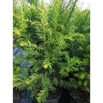 Taxus baccata (Közönséges tiszafa)