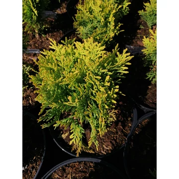 sárga gömb tuja Thuja ooccidentalis Mirjam gabiplantshop  webáruház