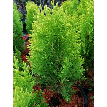 sárga törpe tuja kúp alakú Thuja orientalis Aurea Nana gabiplantshop  webáruház