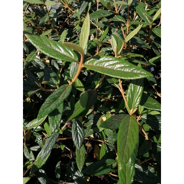 Viburnum x Pragense (Prágai bangita)