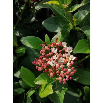 örökzöld télen virágzó cserje rózsaszínvirágú Viburnum tinus Gwenlian gabiplantshop webáruház