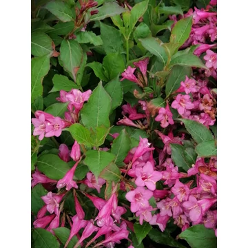 Weigela florida Rumba (Rózsaszín virágú rózsalonc)