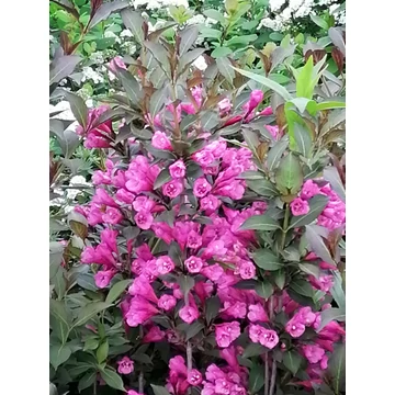 Weigela florida Victoria (Rózsaszín virágú rózsalonc)