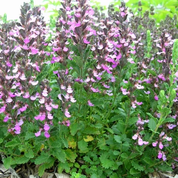 rózsaszínvirágú évelő sarlós gamandor Teucrium chamaedrys