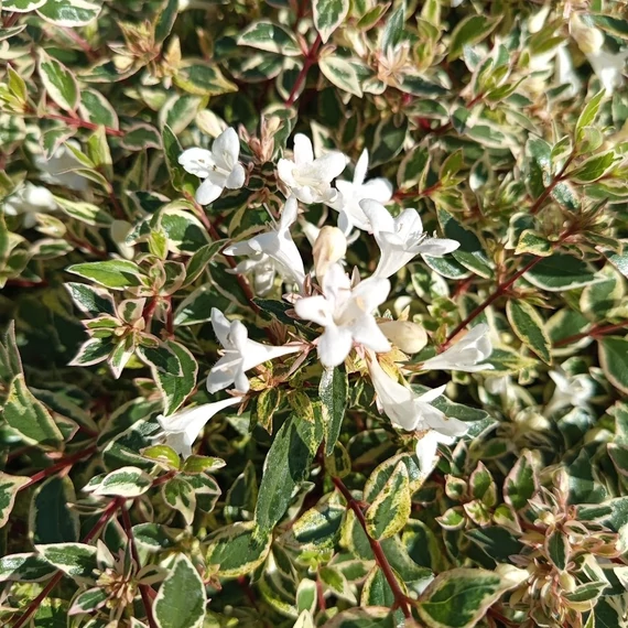 fehér tarka levelű tárnicslonc Abelia x grandiflora Confetti