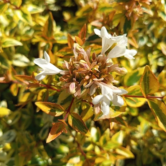 sárga tarka levelű tárnicslonc cserje Abelia x grandiflora Kleidoscope